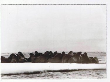 Nunavut Canada Laminated Postcard RPPC Eskimo Walrus On Ice Pan
