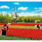 Holland Postcard Land of Flowers And Windmills