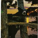 Ontario Postcard Forest Playground Canadian Bear Cub In Tree