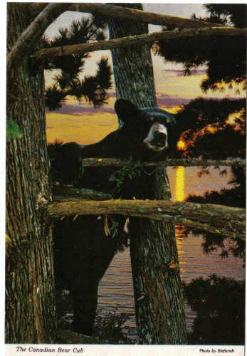 Ontario Postcard Forest Playground Canadian Bear Cub In Tree