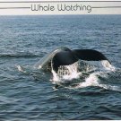 Postcard Humpback Whale Watching Cape Cod Massachusetts