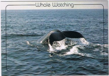 Postcard Humpback Whale Watching Cape Cod Massachusetts
