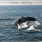 Postcard Humpback Whale Watching Cape Cod Massachusetts