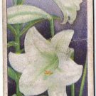 Wills Cigarette Card Garden Flowers #27 Lily Lillium Longiflorum
