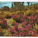Arizona Postcard Spring In The Heart Of Desertland