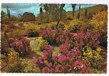 Arizona Postcard Spring In The Heart Of Desertland