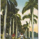 Postcard Royal Palm Trail In Florida
