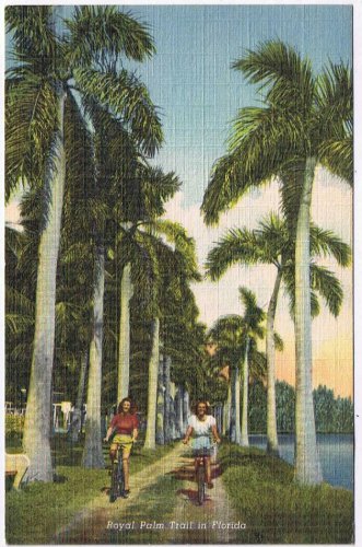 Postcard Royal Palm Trail In Florida