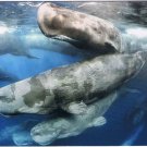 USA Postcard Giant Gathering 2017 Wildlife Photographer Of The Year
