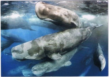 USA Postcard Giant Gathering 2017 Wildlife Photographer Of The Year