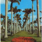 Landscape Postcard Towering Royal Palms Southland