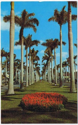 Landscape Postcard Towering Royal Palms Southland
