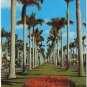 Landscape Postcard Towering Royal Palms Southland