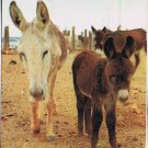 Postcard Burros Make Excellent Pets Imported From Mexico to USA
