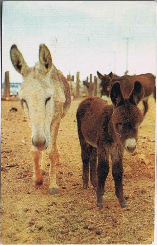 Postcard Burros Make Excellent Pets Imported From Mexico to USA