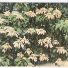 Florida Postcard White Poinsettia