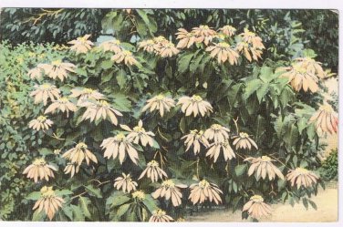 Florida Postcard White Poinsettia