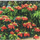 Florida Postcard Red Poinsettia