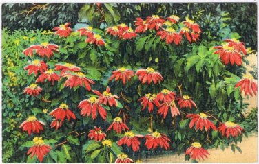 Florida Postcard Red Poinsettia