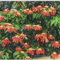 Florida Postcard Red Poinsettia
