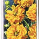 Wills Cigarette Card Garden Flowers #22 Geum Orangeman