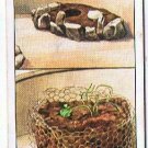 Wills Cigarette Card Garden Hints #6 Planting Water Lilies