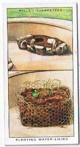 Wills Cigarette Card Garden Hints #6 Planting Water Lilies