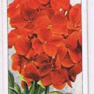 Wills Cigarette Card Garden Flowers #49 Wallflower Scarlet Emperor