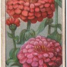 Wills Cigarette Card Garden Flowers #50 Zinnias