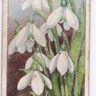 Wills Cigarette Card Garden Flowers #40 Snowdrop