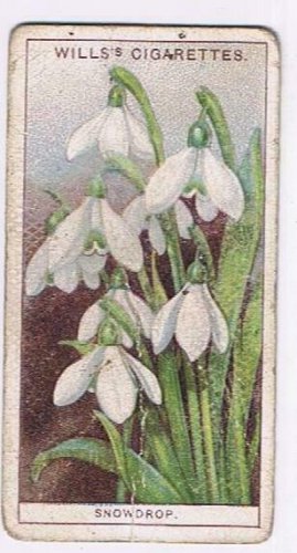 Wills Cigarette Card Garden Flowers #40 Snowdrop