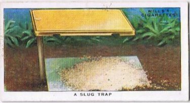 Wills Cigarette Card Garden Hints #12 A Slug Trap