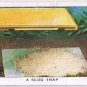 Wills Cigarette Card Garden Hints #12 A Slug Trap
