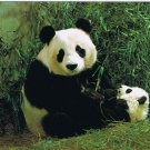 Postcard Giant Panda Cub With Cub China