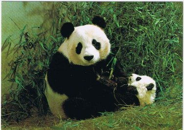 Postcard Giant Panda Cub With Cub China