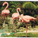 Postcard Pink Flamingos In Florida