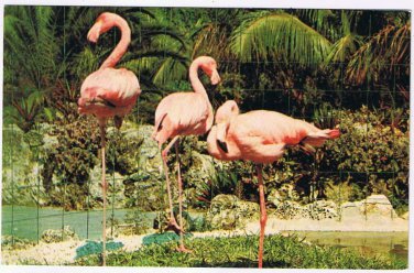 Postcard Pink Flamingos In Florida