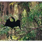 Florida Postcard Anhinga Water Turkey Snakebird Everglades National Park