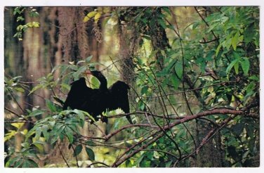 Florida Postcard Anhinga Water Turkey Snakebird Everglades National Park