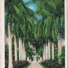 Florida Postcard Avenue Of Royal Palms 1947