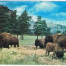 Alberta Postcard Canadian Rockies Buffalo Or Bison
