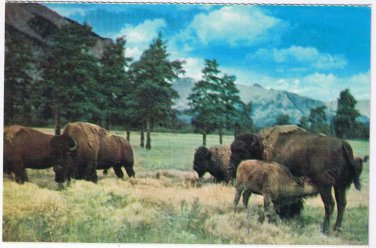 Alberta Postcard Canadian Rockies Buffalo Or Bison