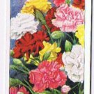 Wills Cigarette Card Garden Flowers #11 Annual Carnation Giant Chabaud Mixed