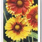 Wills Cigarette Card Garden Flowers #21 Gaillardia Blanket Flower
