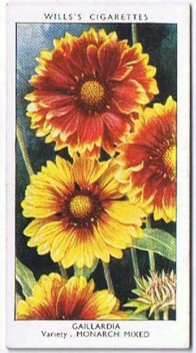 Wills Cigarette Card Garden Flowers #21 Gaillardia Blanket Flower