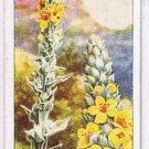 Wills Cigarette Card Wild Flowers #34 Great Mullein Figwort Family