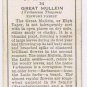 Wills Cigarette Card Wild Flowers #34 Great Mullein Figwort Family