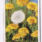 Wills Cigarette Card Wild Flowers #25 Dandelion Thistle Family