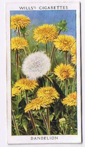 Wills Cigarette Card Wild Flowers #25 Dandelion Thistle Family