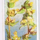 Wills Cigarette Card Wild Flowers #37 Yellow Rattle